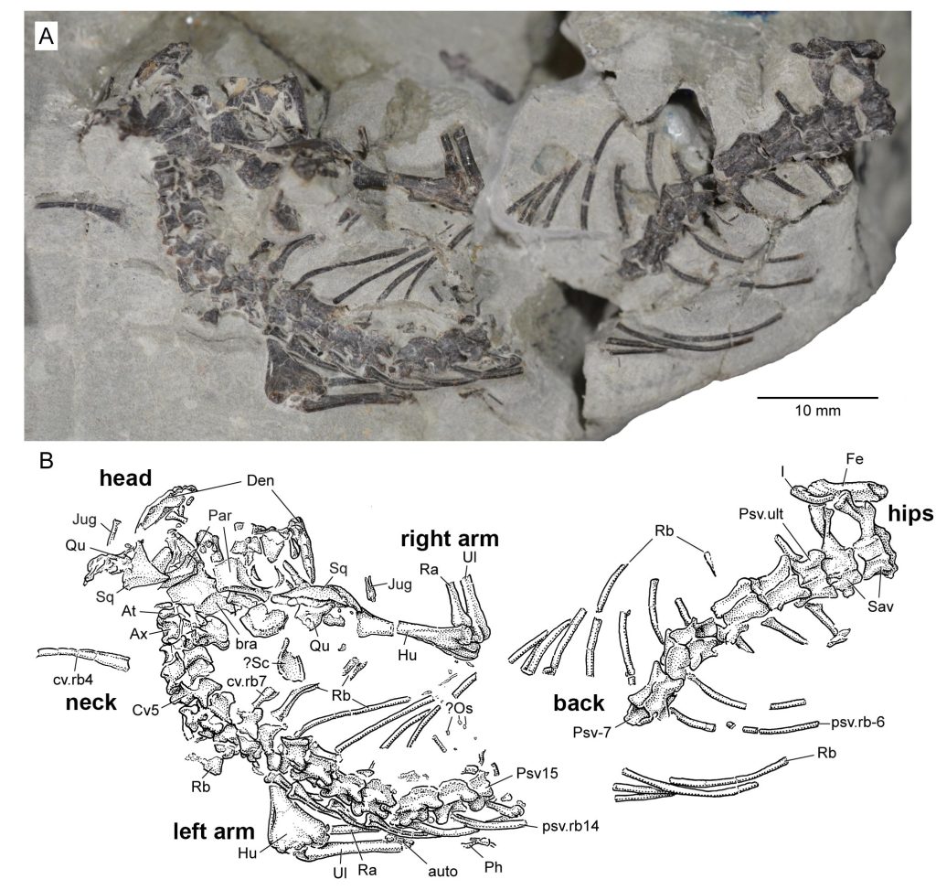 Extinct Prehistoric Reptile That Lived Among Dinosaurs Discovered By